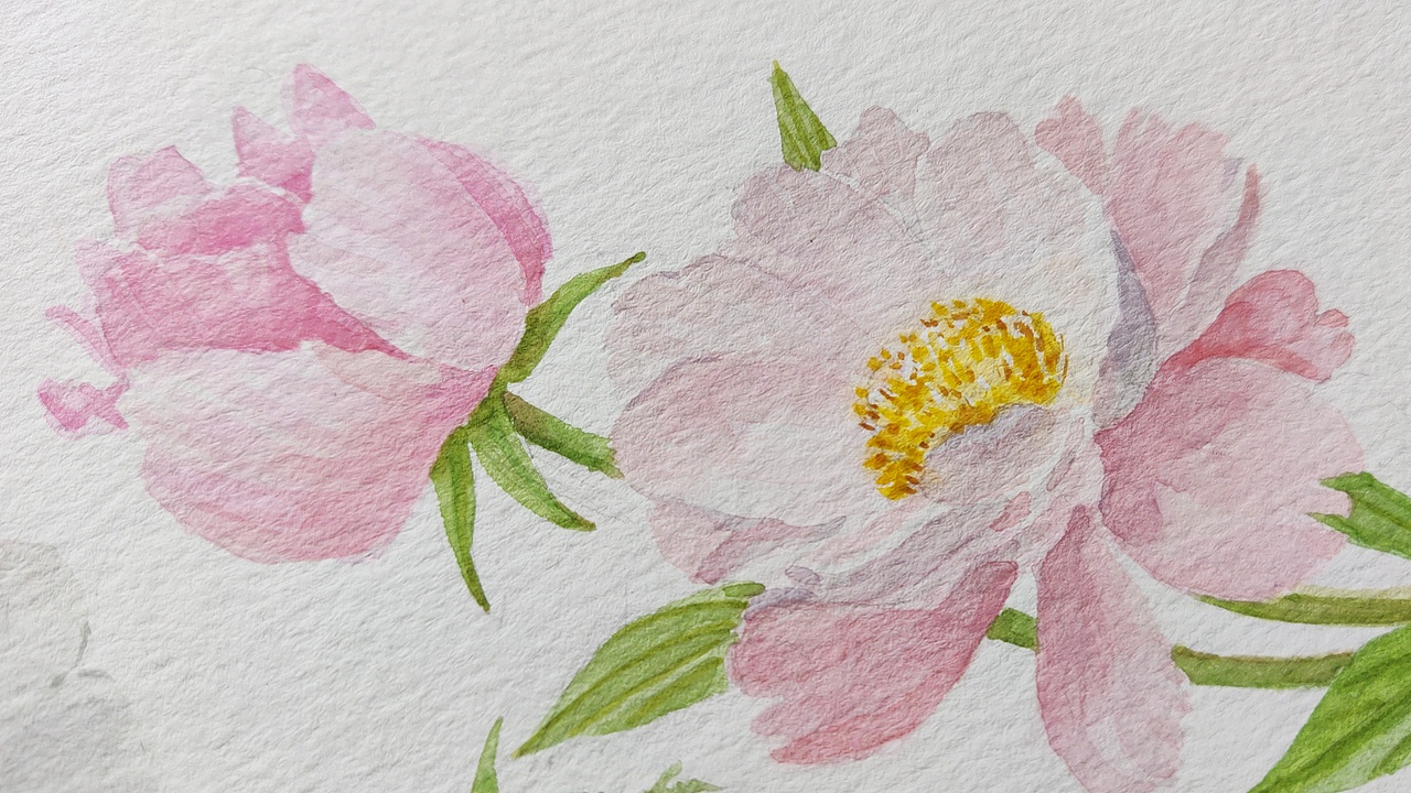 十二月花神之四月花神 牡丹花 芍药 蔷薇花