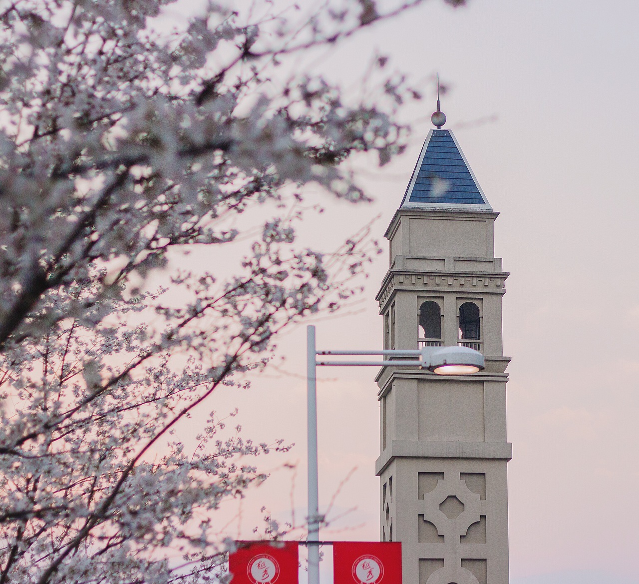 还记得那年越秀樱花树下~