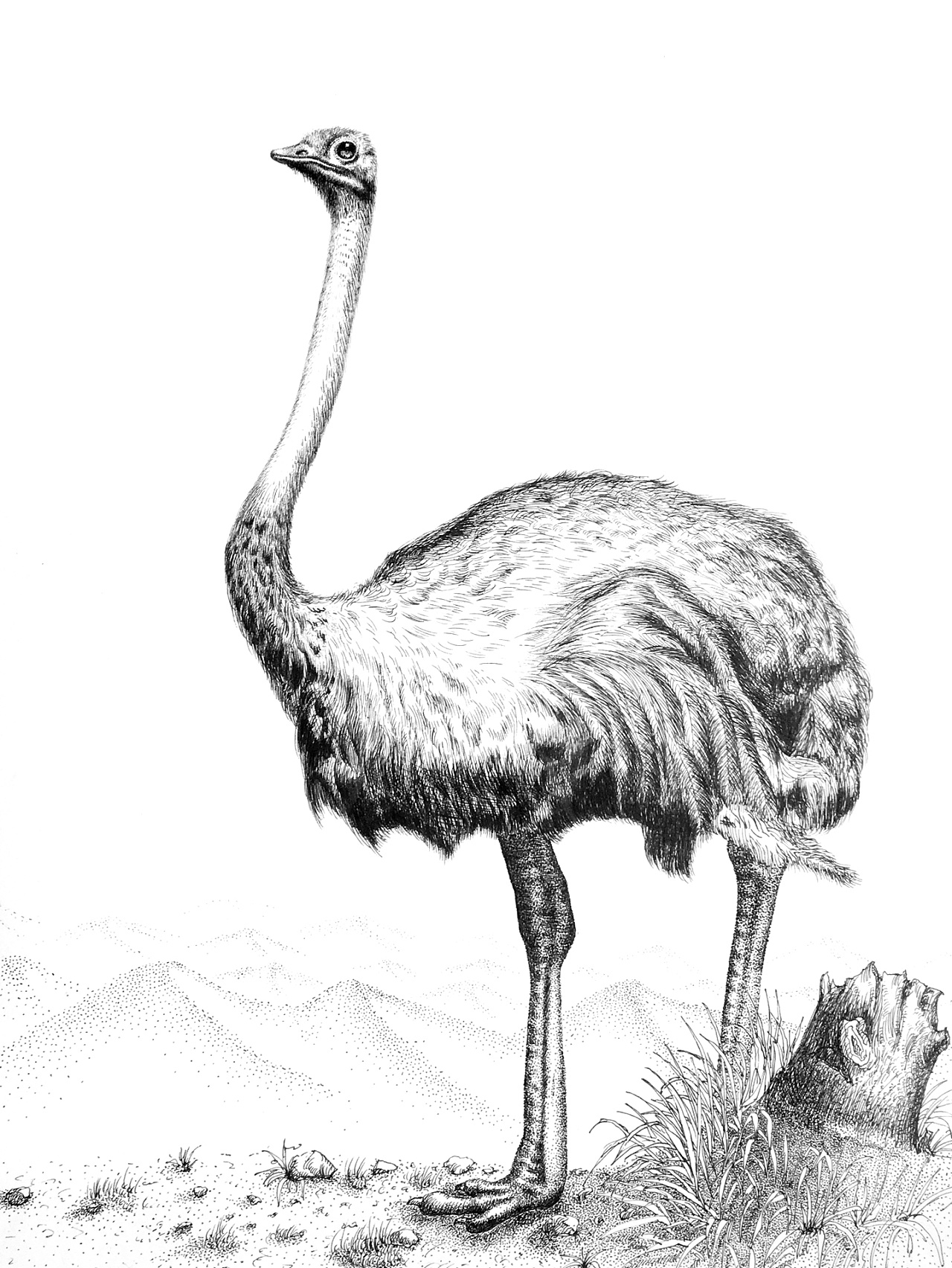 钢笔画 斑马 牦牛 大熊猫|插画|艺术插画|iceni - 原创作品 - 站酷