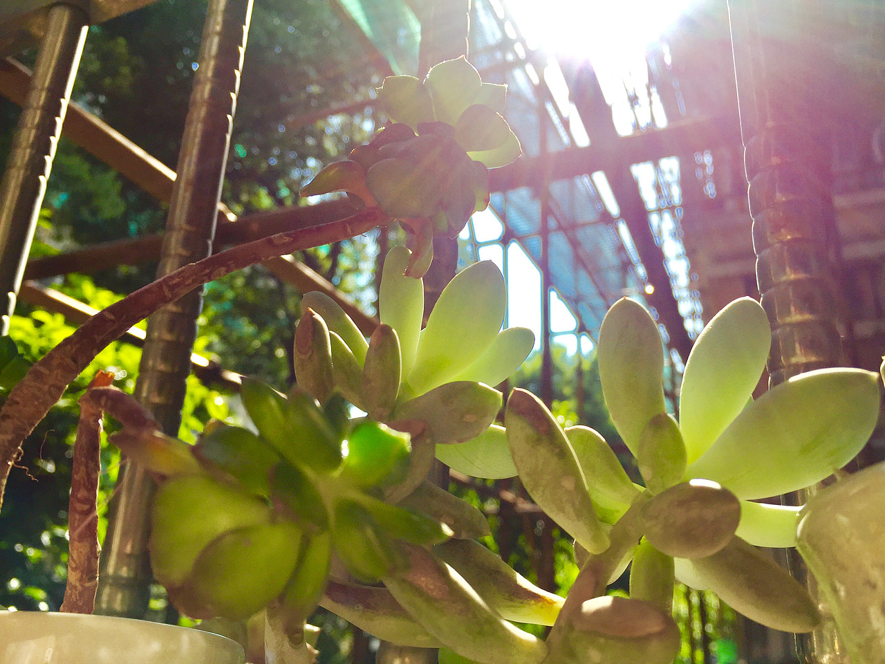 2015-2017年间的一些多肉（图ZODMyNjAwNDA=） - 产品摄影 - 站酷设计师一一是只汪原创素材 - 站酷ZCOOL