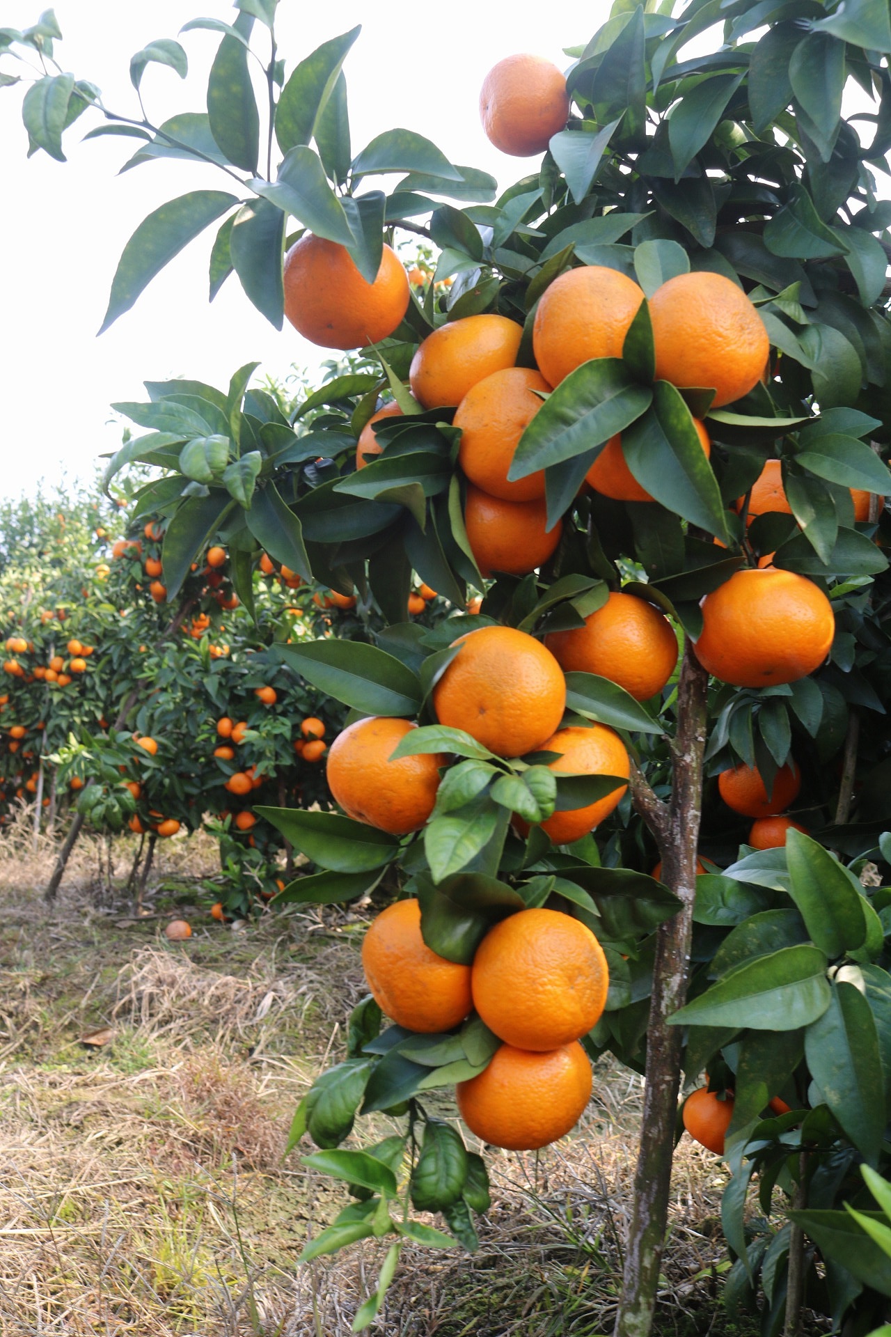 老男人果品沃柑水果工艺|摄影|产品摄影|邱公城_原创作品-站酷zcool