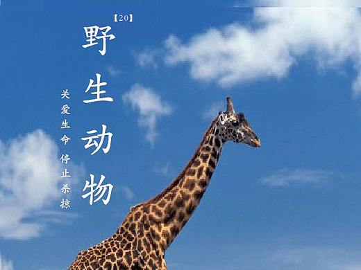 书籍设计《保护野生动物》