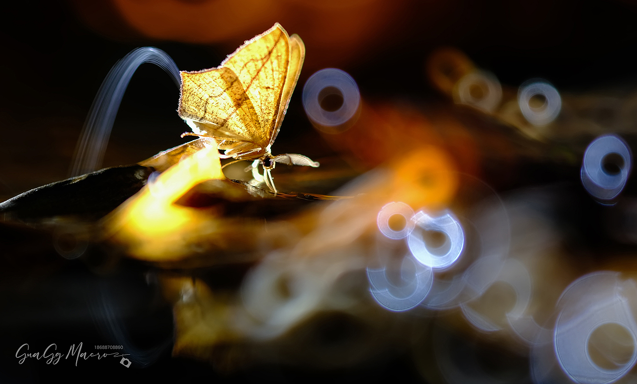 瓜哥生态微距-保护环境 人人有责（图ZMzQ2Nzg5Nzky） - 其他摄影 - 站酷设计师瓜哥微距摄影原创素材 - 站酷ZCOOL