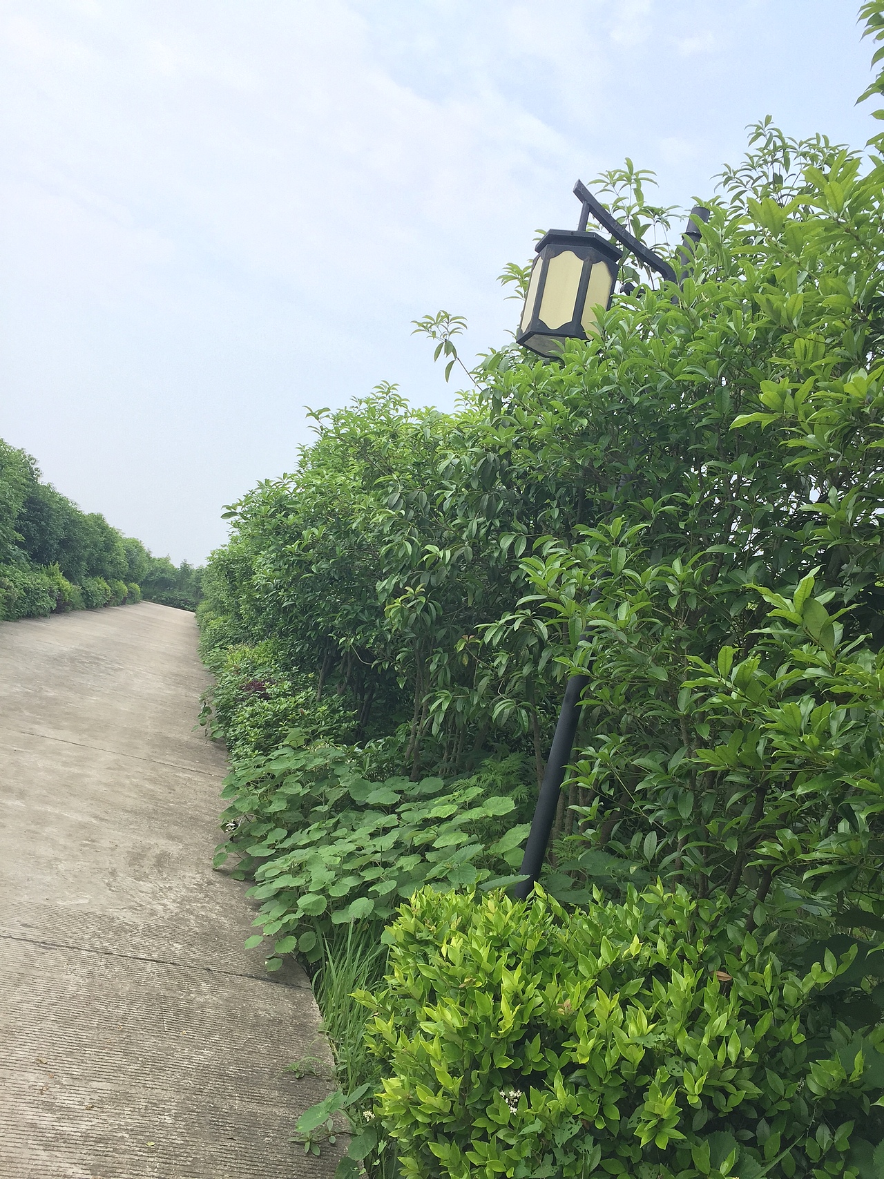 手机随拍汇总（图ZNTMyMjc3ODQ=） - 风光摄影 - 站酷设计师嗳菈菈原创素材 - 站酷ZCOOL