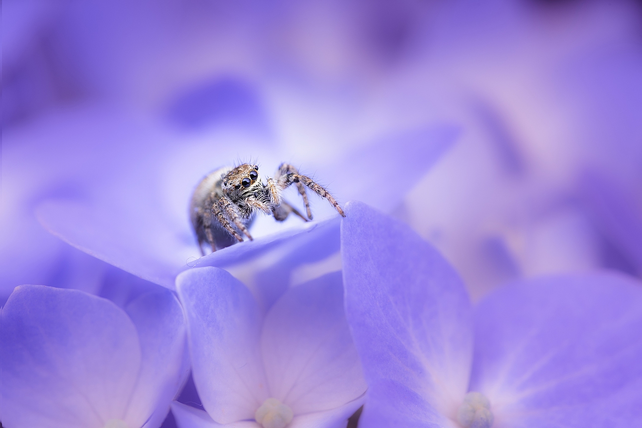 紫色浪漫（图ZMTYwNjU3MDU2） - 风光摄影 - 站酷设计师沉默畅想曲原创素材 - 站酷ZCOOL