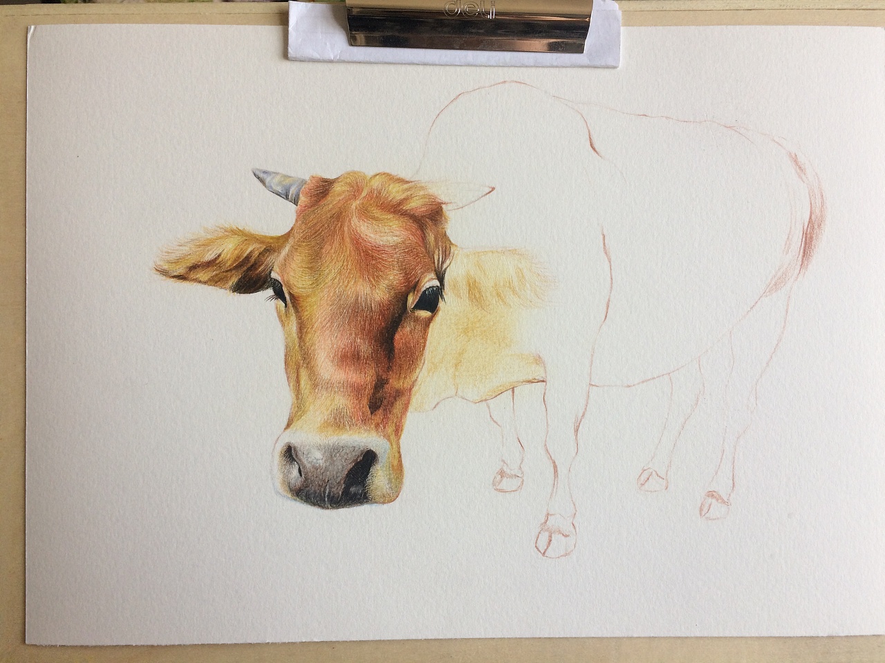 彩铅练习-《老牛》