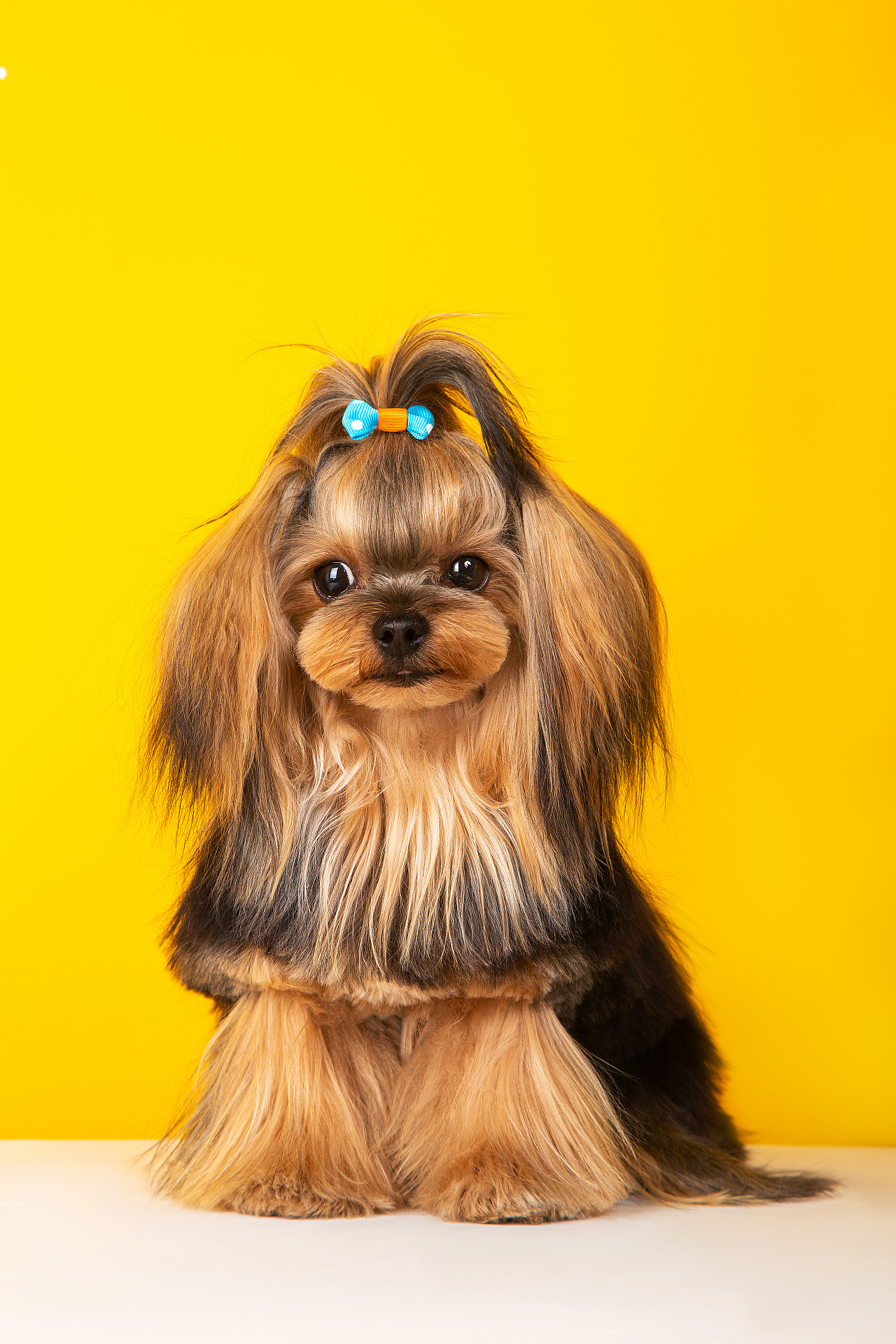 【动物照相馆】约克夏