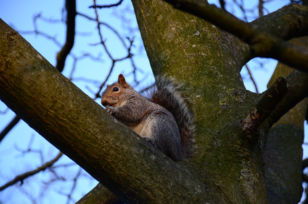 春天的海德公园——hyde park