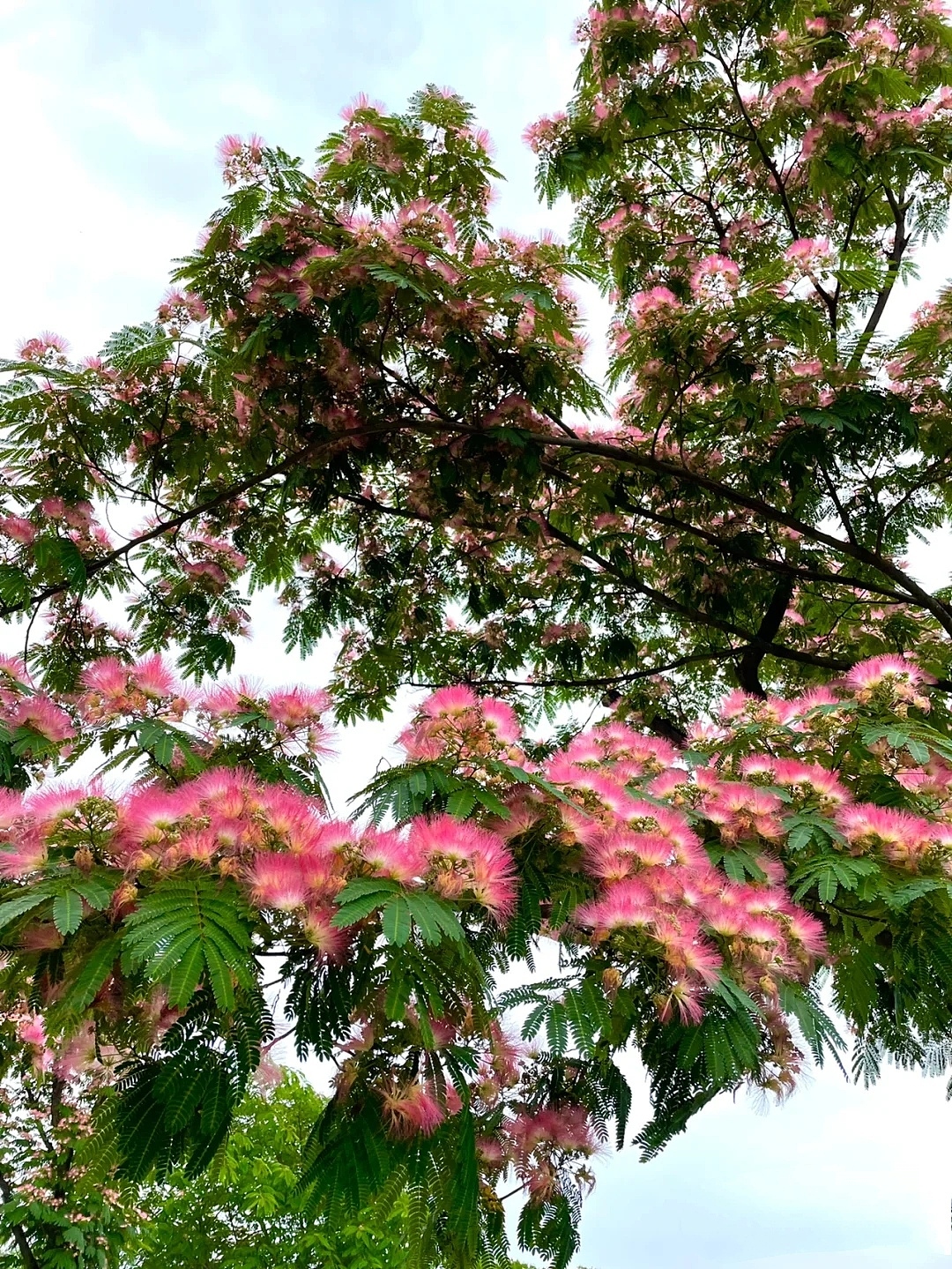 合欢花,是象征吉祥的花朵