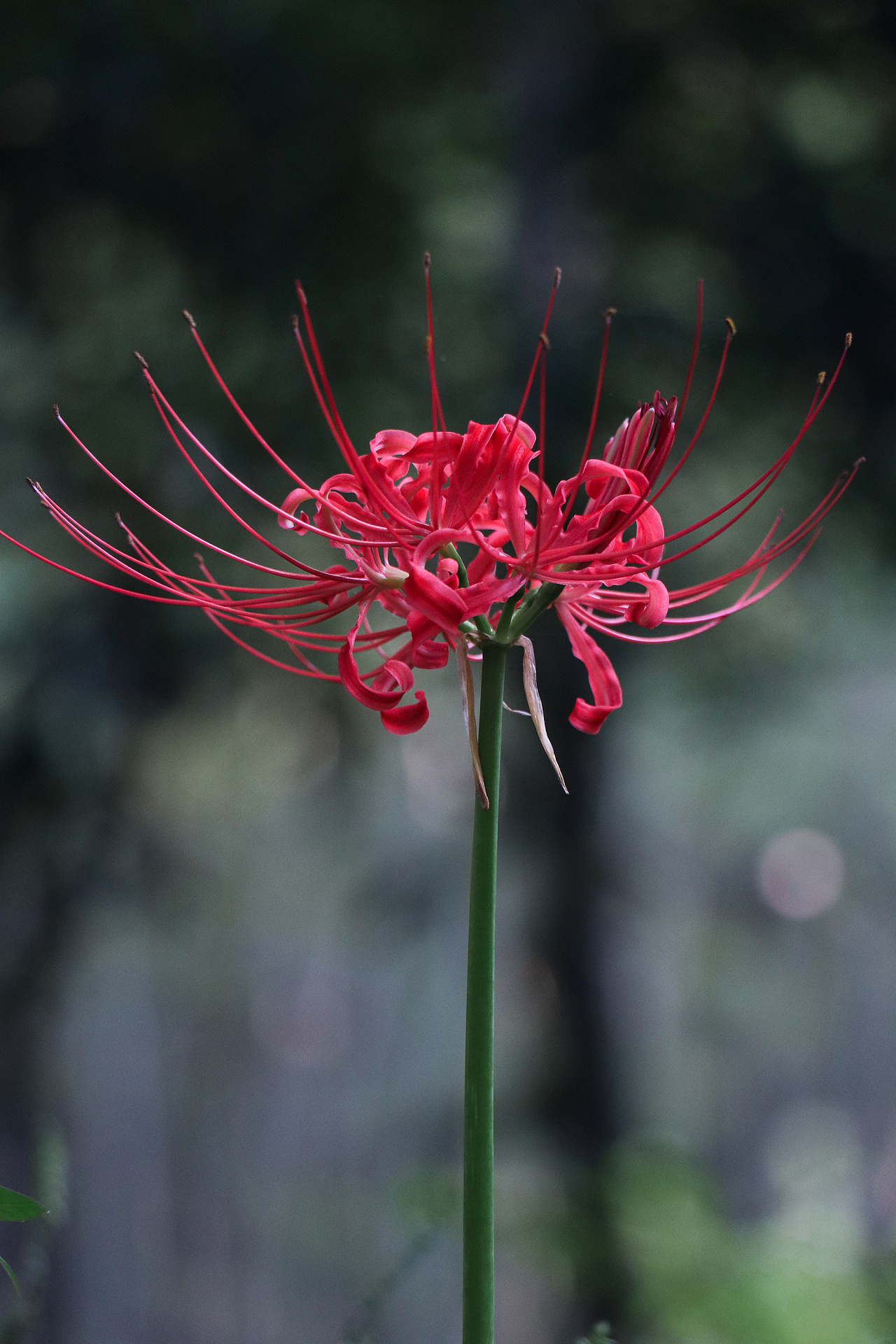 彼岸花·曼珠沙华