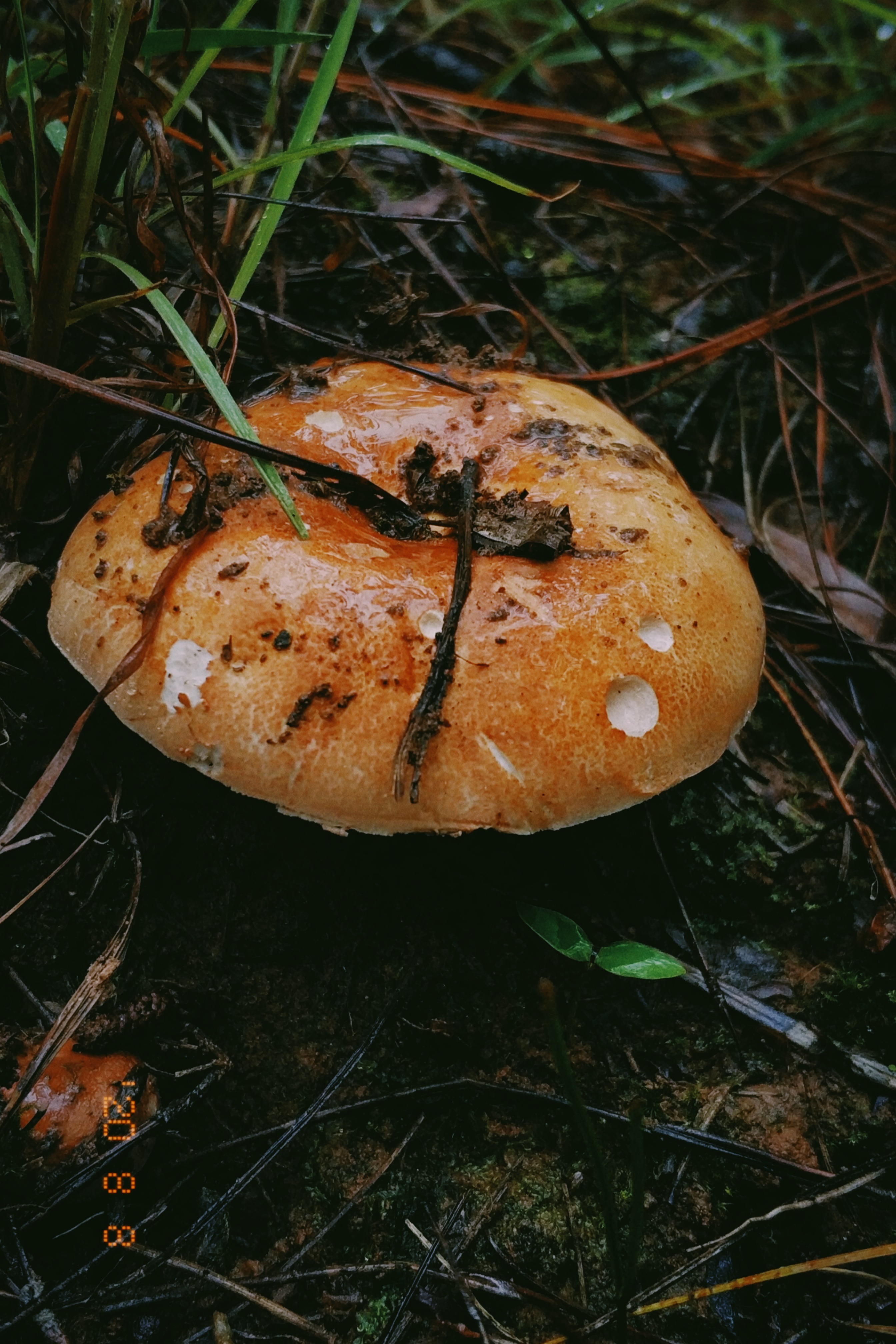 云南野生菌随拍