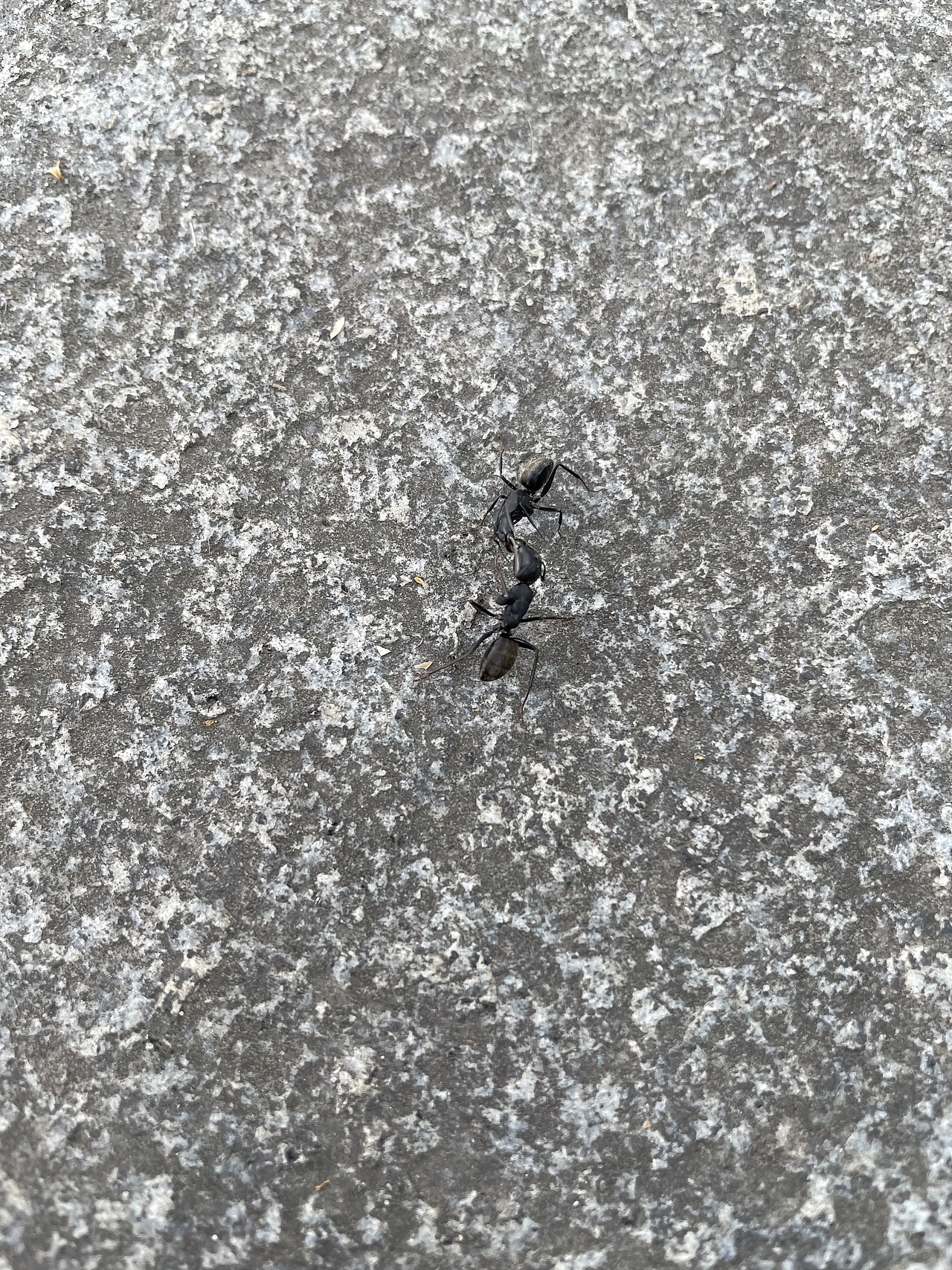 有一天我望远山 远山悲悯