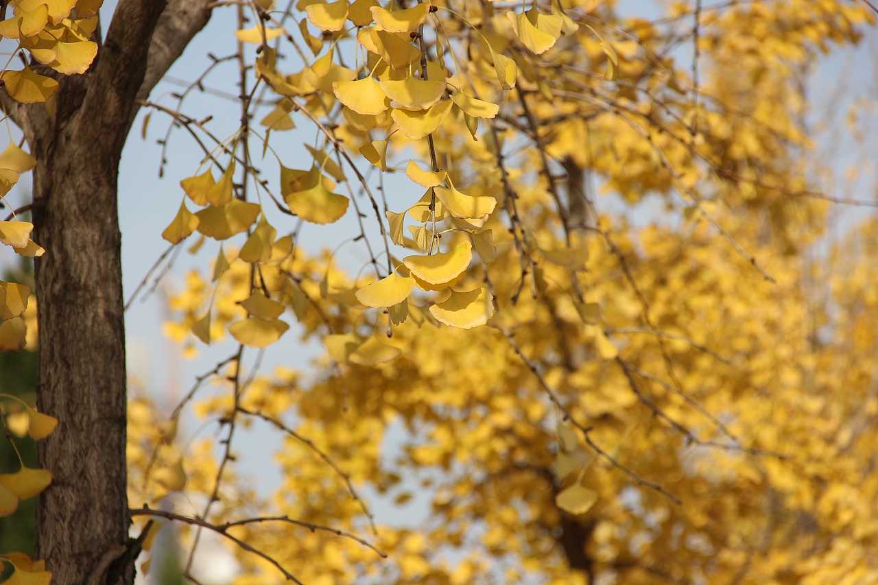 一树金黄（图ZNzMzMTAxNDg=） - 风光摄影 - 站酷设计师渣渣君JJ原创素材 - 站酷ZCOOL