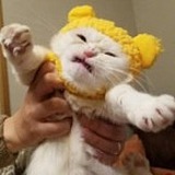 三营六组葫芦娃的头像
