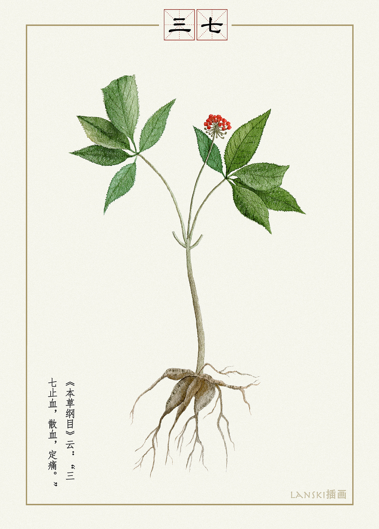 水彩药材——三七
