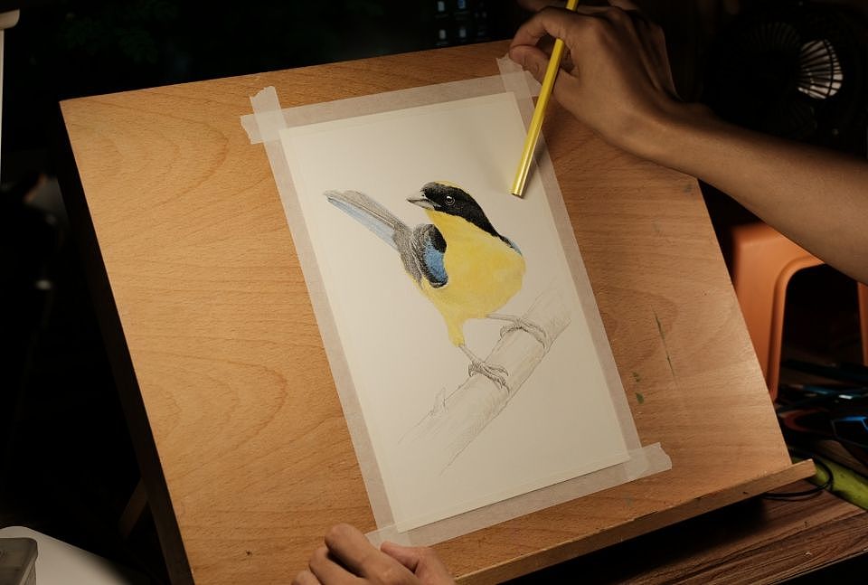 彩鉛 藍(lán)翅山唐納雀（圖ZMzQ2ODcwMDU2） - 藝術(shù)插畫(huà) - 站酷設(shè)計(jì)師橘大本原創(chuàng)素材 - 站酷ZCOOL