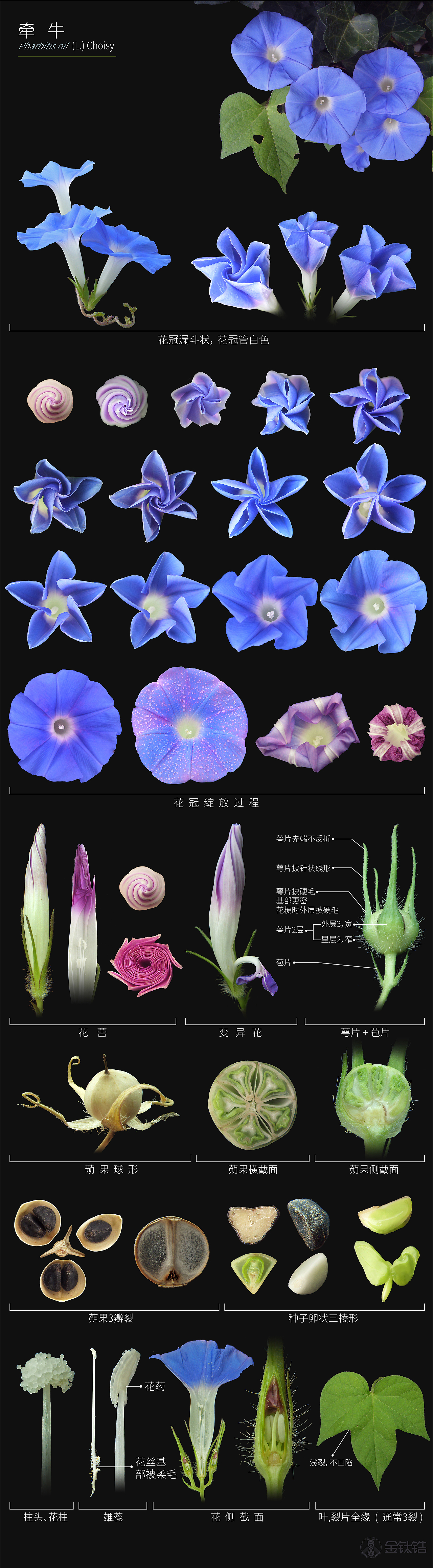 牽牛Pharbitis nil (L.) Choisy，原創(chuàng)（圖ZMjcyNTc5MDc2） - 人文/紀實攝影 - 站酷設計師金鈦鋯原創(chuàng)素材 - 站酷ZCOOL