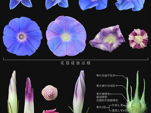 牵牛Pharbitis nil (L.) Choisy,原创