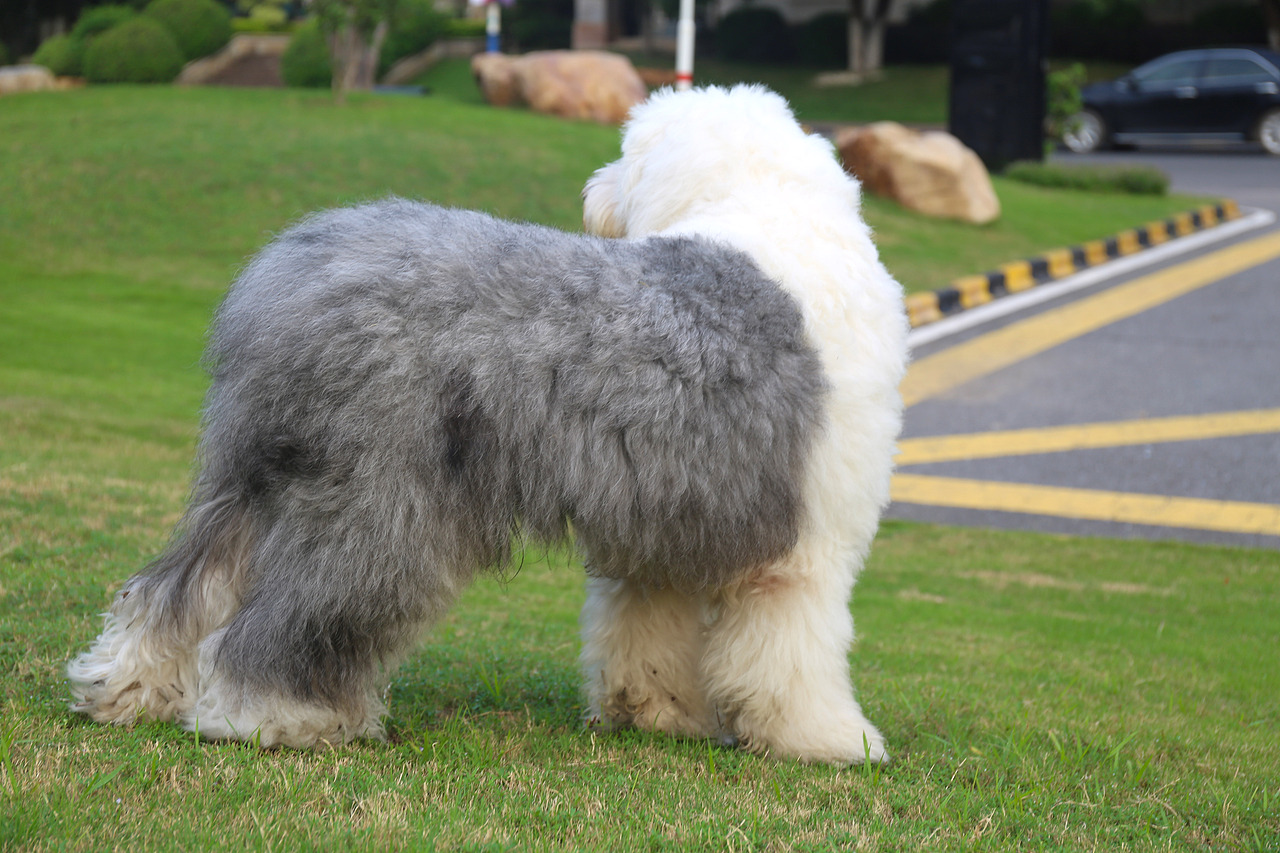 他五岁了（图ZNjUwMjQwNjg=） - 宠物摄影 - 站酷设计师芥末小E原创素材 - 站酷ZCOOL