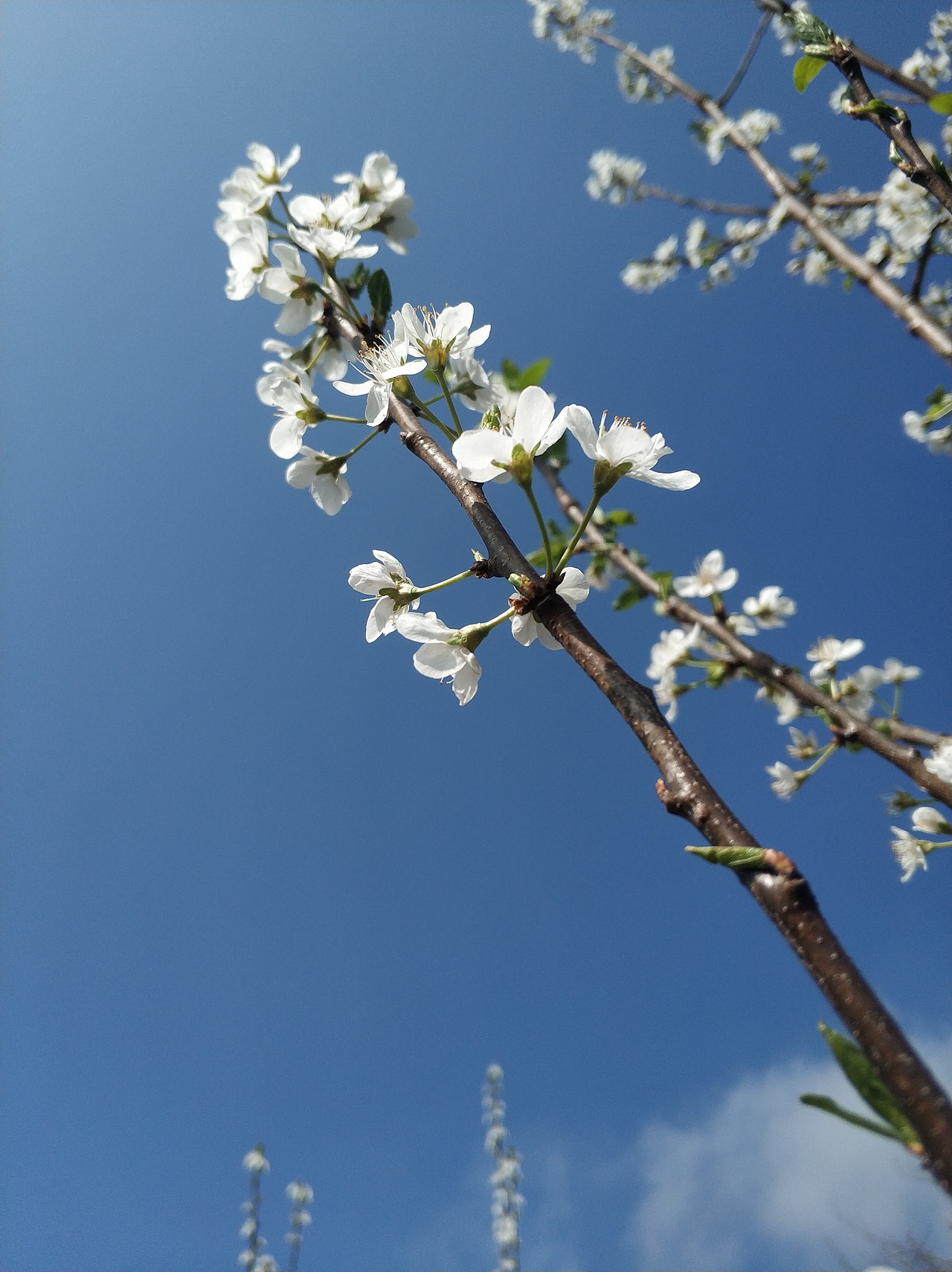 春，古月廴聿（图ZMTk4NTUwNjgw） - 风光摄影 - 站酷设计师古月廴聿原创素材 - 站酷ZCOOL