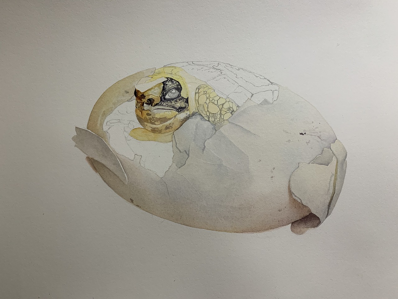 水彩写实动物—龟龟出壳系列（图ZMjA3NDIwNzg0） - 商业插画 - 站酷设计师喵喵LC原创素材 - 站酷ZCOOL