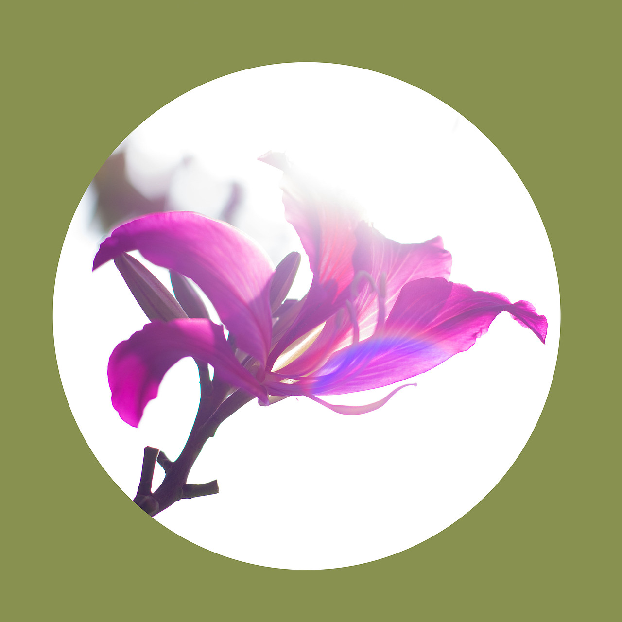 光影之下 繁花之上（图ZNjQ0OTA4NDg=） - 风光摄影 - 站酷设计师榮羽生RON原创素材 - 站酷ZCOOL