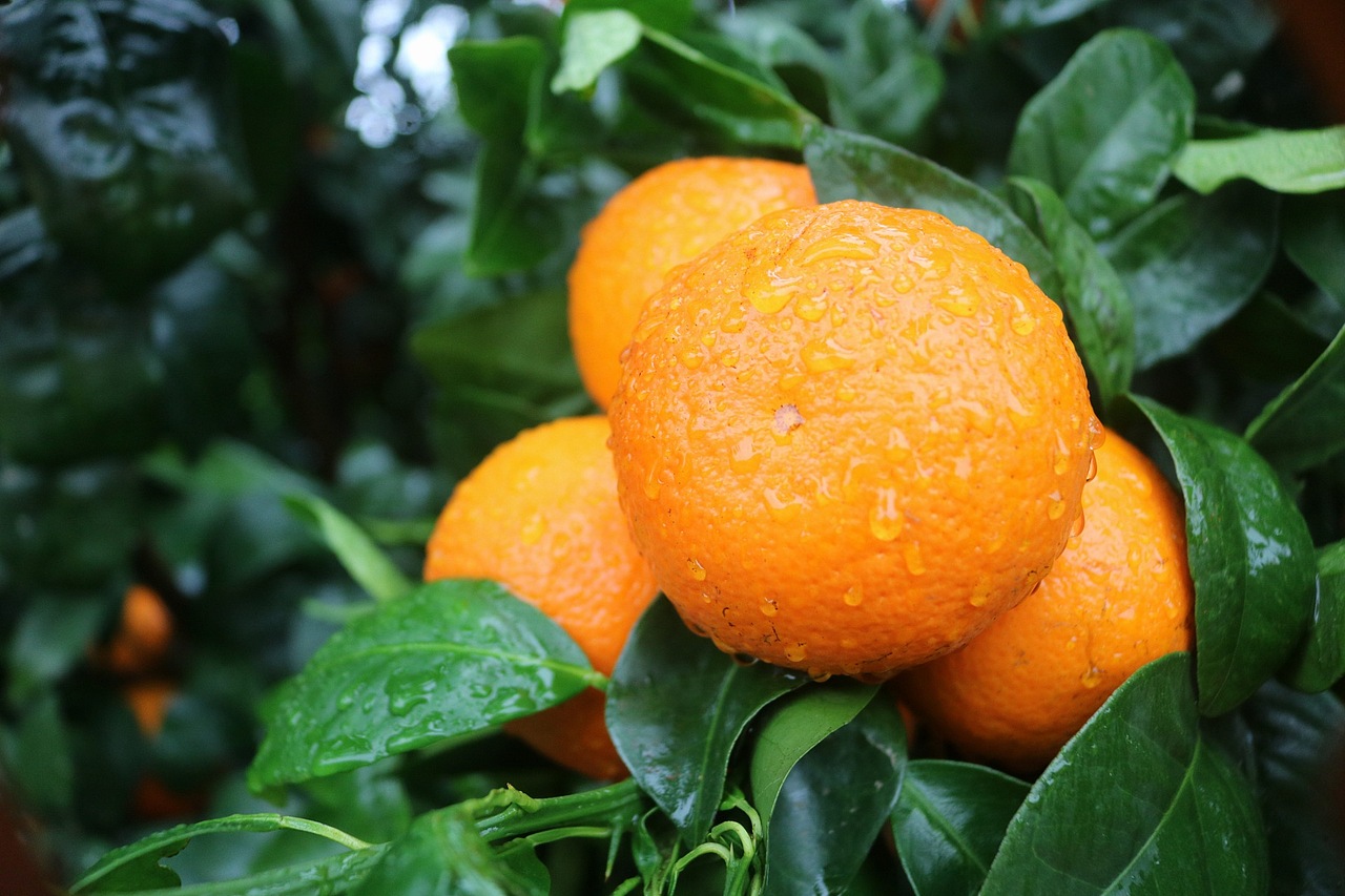 武鸣沃柑 老男人果品