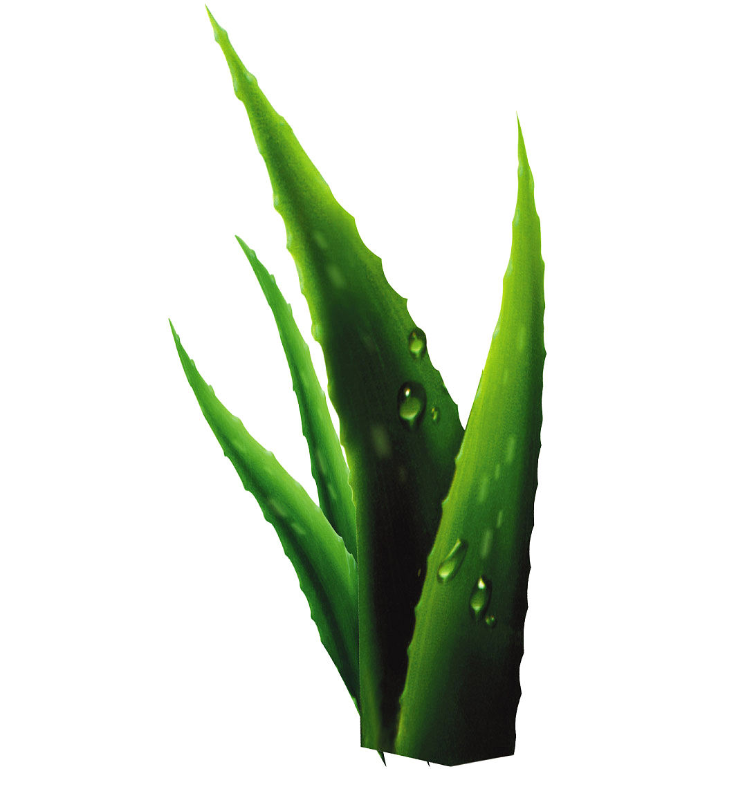 PNG作品 植物 绿叶 盆栽 花卉 芭蕉叶 芦荟 装饰元素（图ZMTc5MzI1MDAw） - 其他 - 站酷设计师青柠味原创素材 - 站酷ZCOOL