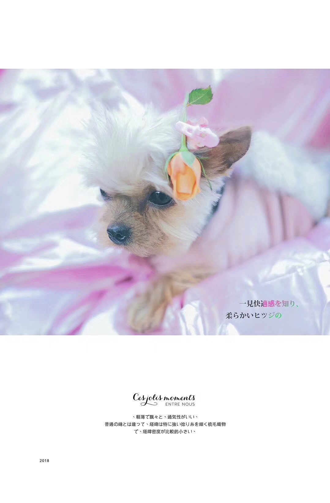 狗狗写真 「 宠物摄影 」（图ZMjcyNjU2NTgw） - 宠物摄影 - 站酷设计师言成視覺原创素材 - 站酷ZCOOL