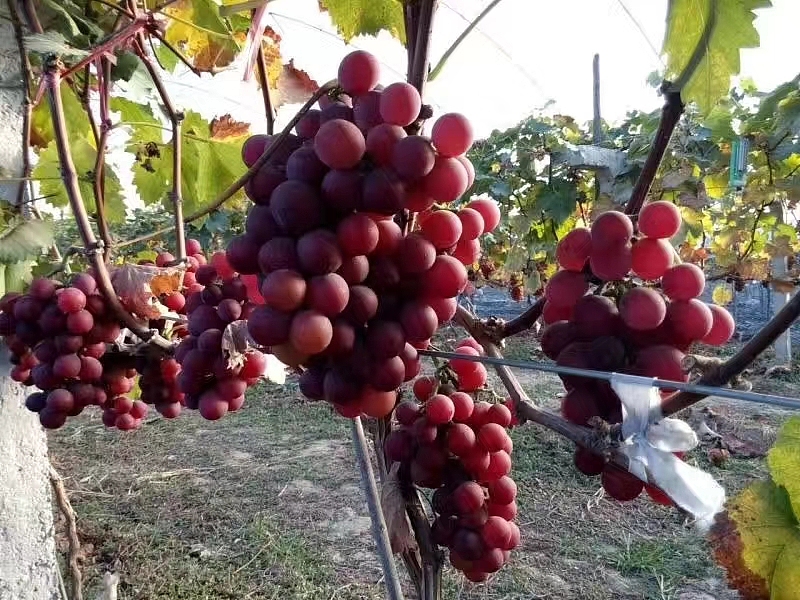 【新众一号】冰葡萄