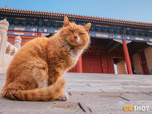 故宫猫丨纪念白点儿