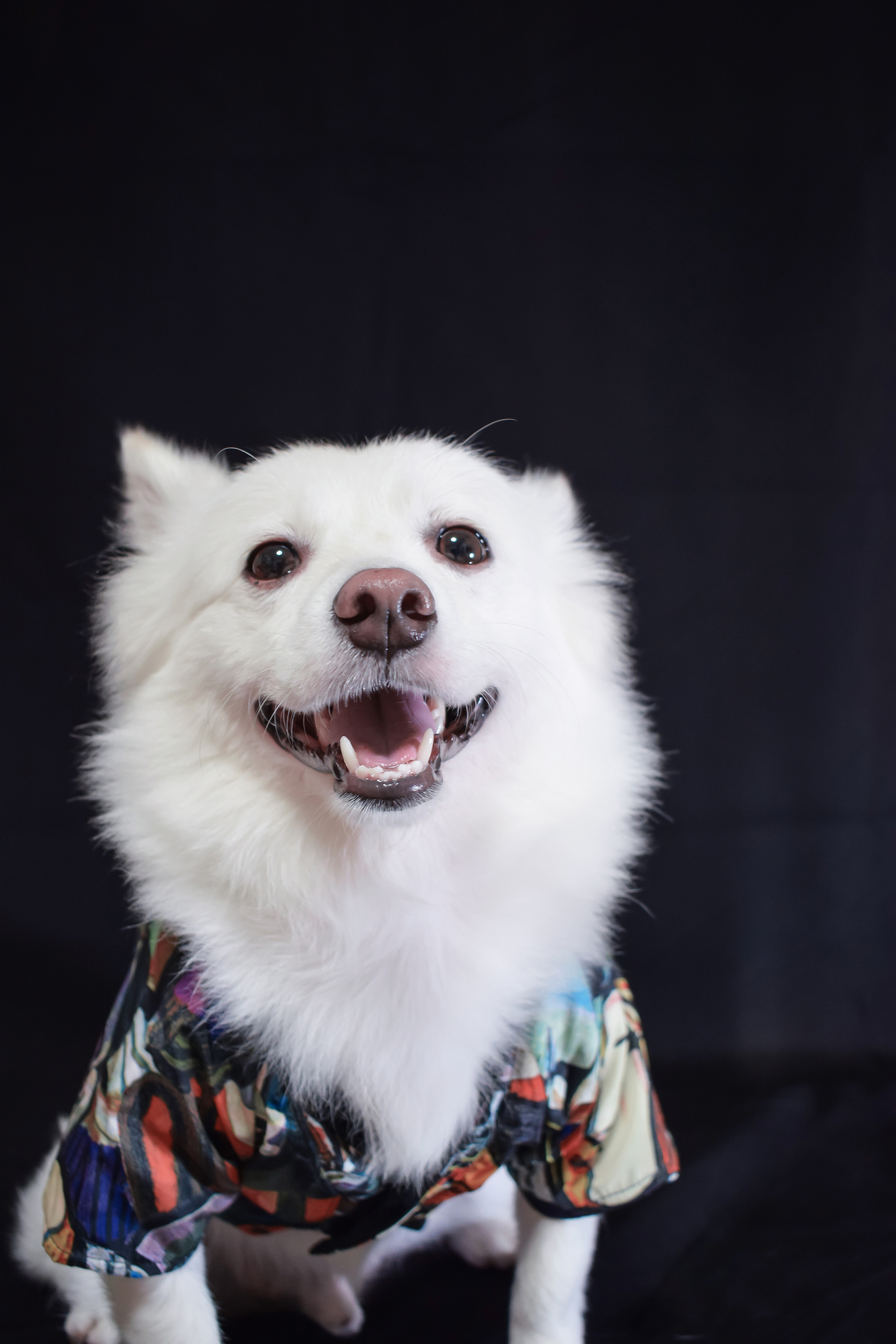 mimi 室内照|摄影|宠物摄影|周小布__原创作品-站酷zcool