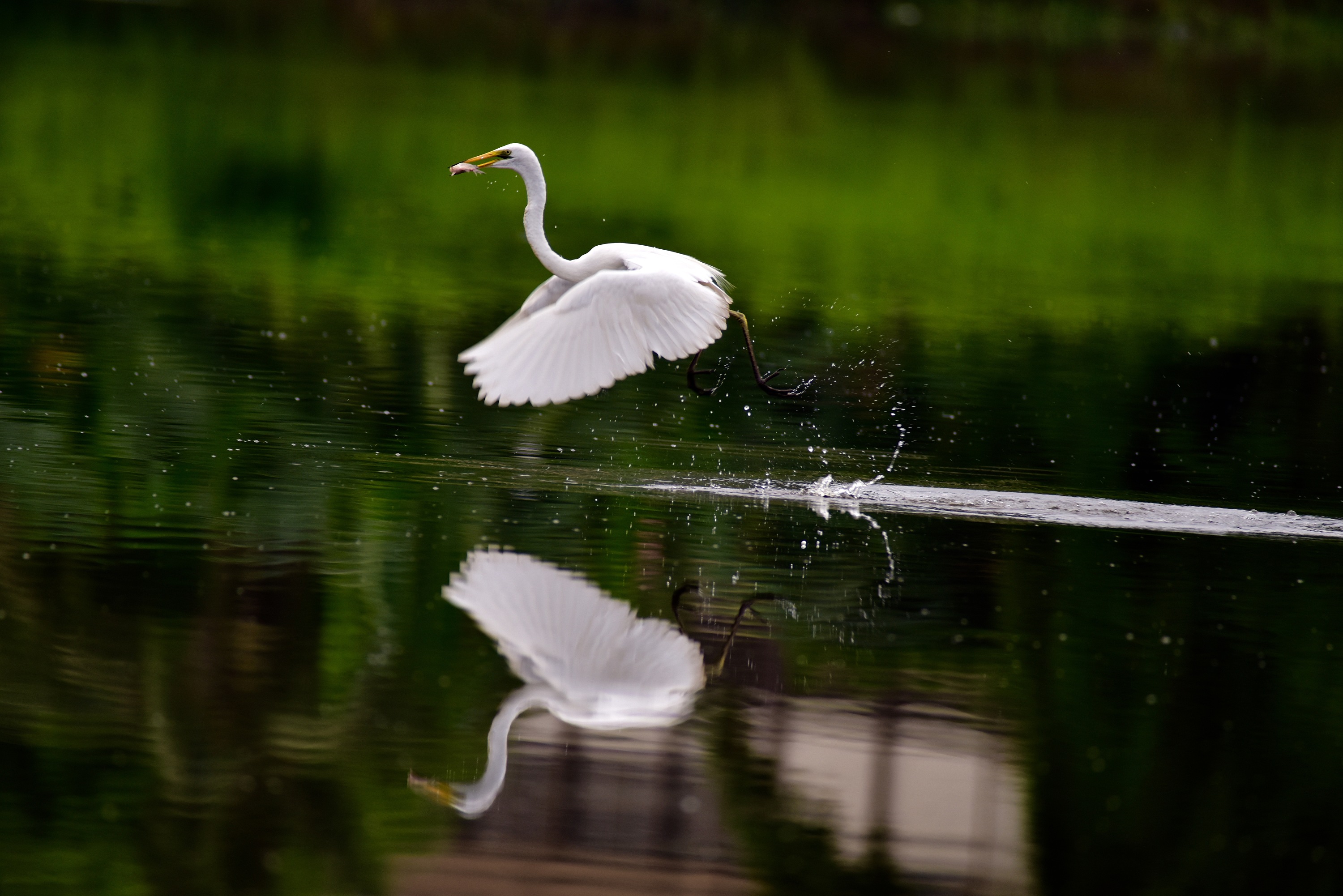 白鹭白天一只白鹭湖边飞翔摄影图配图高清摄影大图-千库网