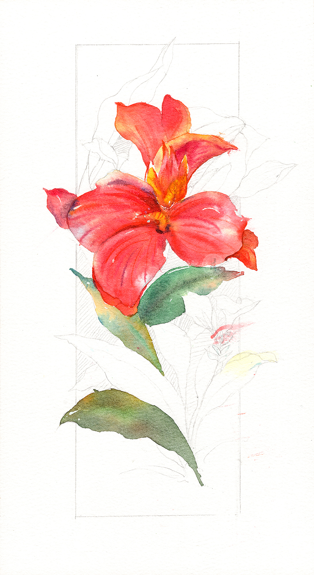 水彩花卉 火红盛放的美人蕉|纯艺术|绘画|又画_原创作品-站酷(zcool)