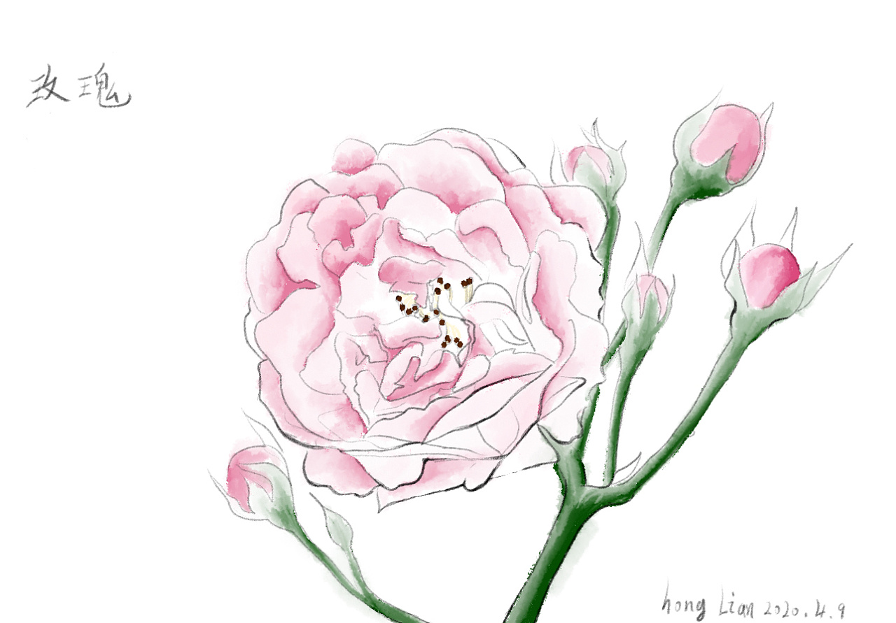 大马士革玫瑰