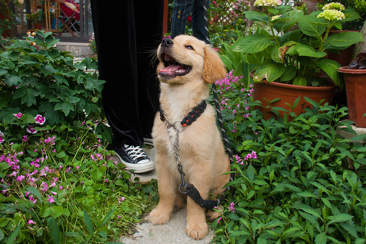 最美私家花园：月季花开的季节，可盐可甜！（图ZMjA4NTQ2MDAw） - 产品摄影 - 站酷设计师静水流深1206原创素材 - 站酷ZCOOL