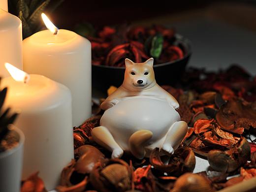 寂寞萌宠罐子 柴犬