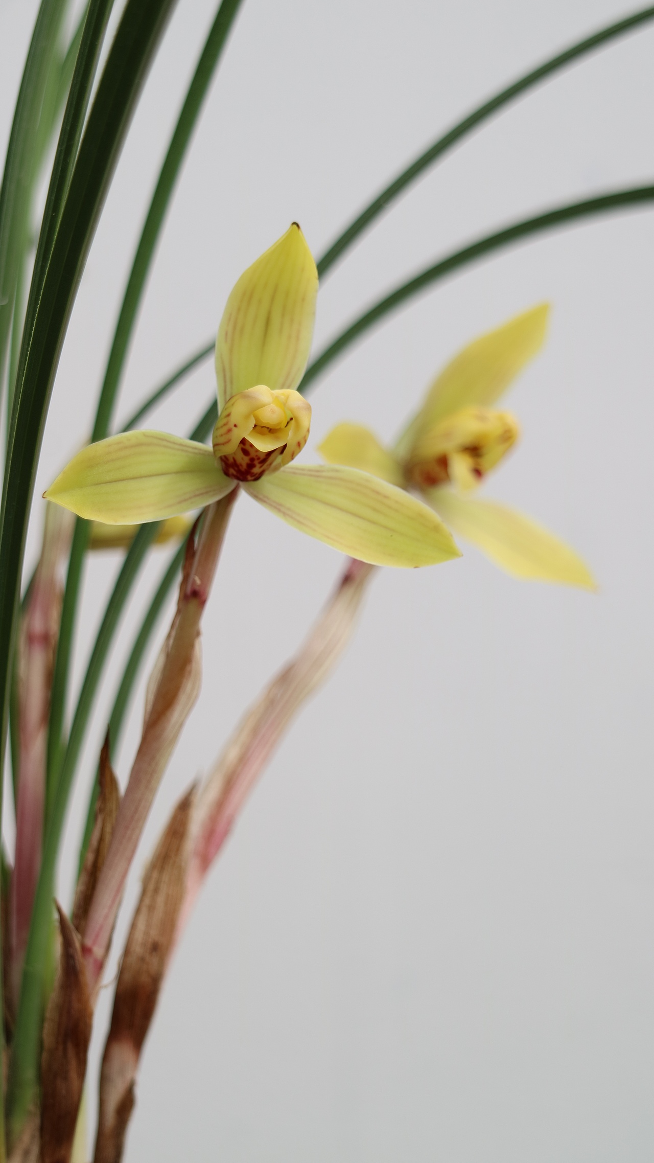 中国兰花—春兰