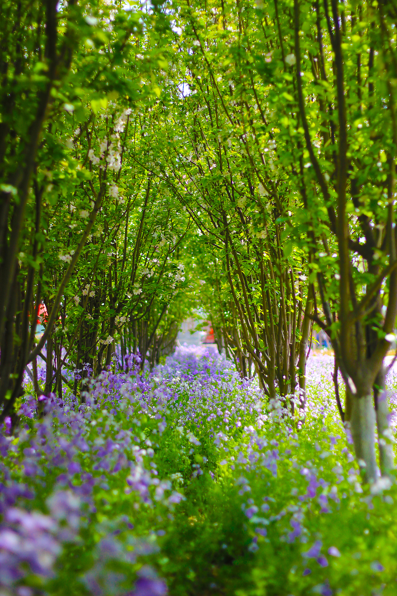 那年花正好山地车还在