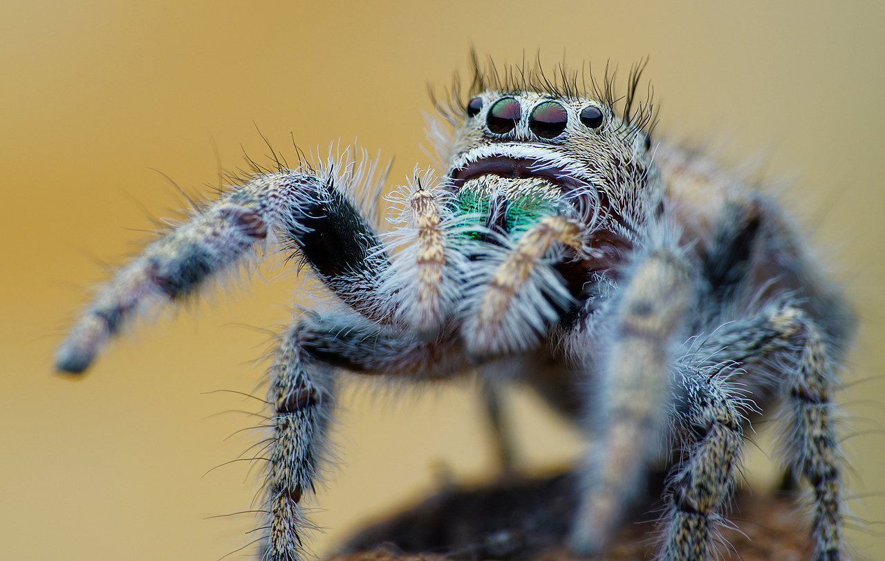 带您认识一些国外精品【跳珠】（图ZMTI2NDMwMjAw） - 风光摄影 - 站酷设计师瓜哥微距摄影原创素材 - 站酷ZCOOL