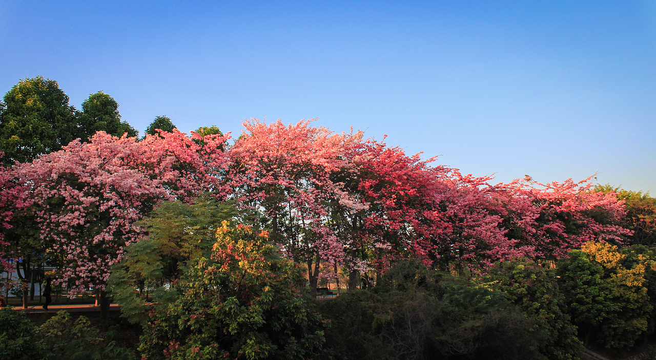 广州大学华软软件学院丝木棉盛开