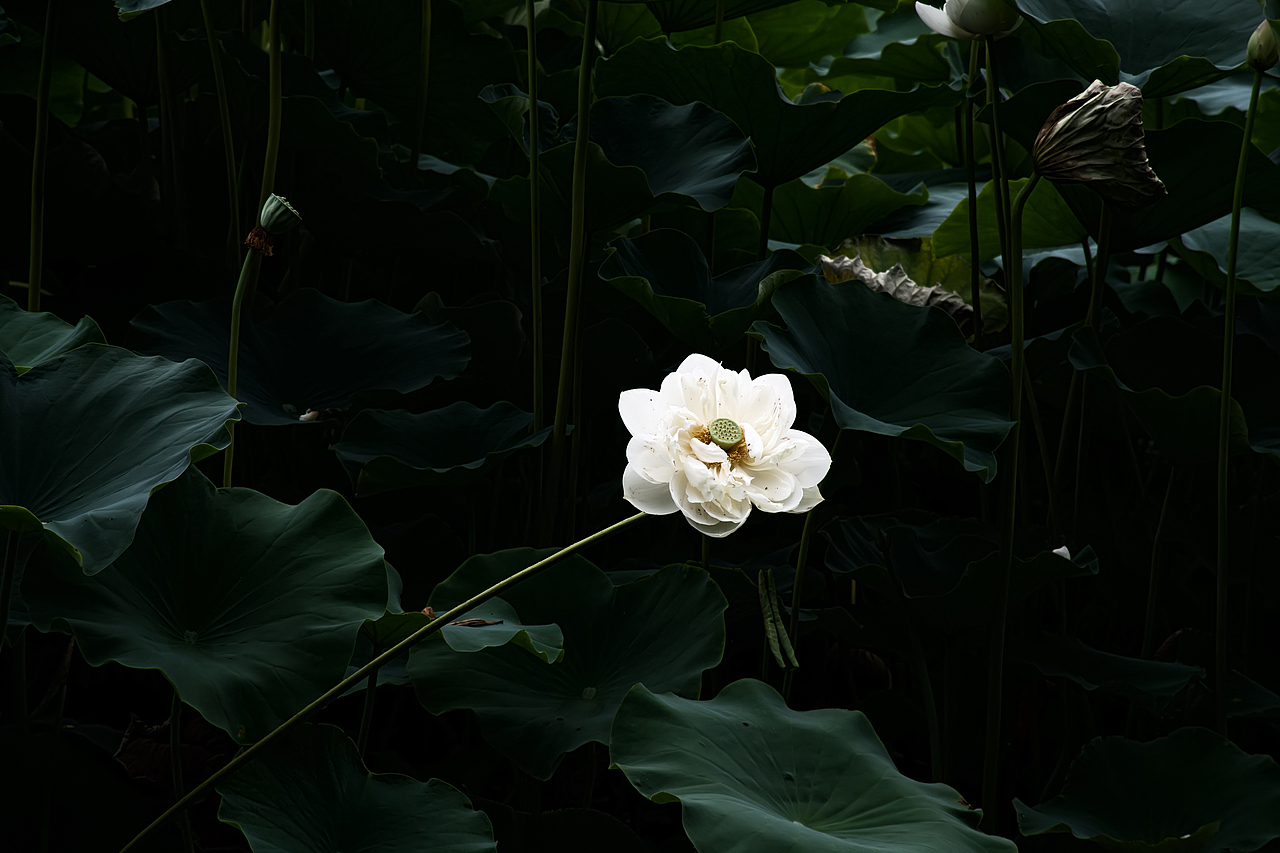 开到荼蘼（图ZMjkyOTI2ODQ=） - 产品摄影 - 站酷设计师庄虎_tian原创素材 - 站酷ZCOOL