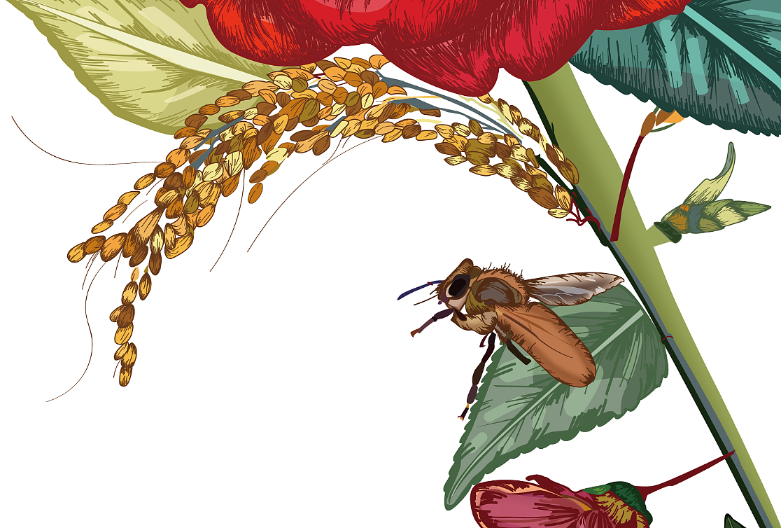 椿花山茶花稻谷稻米面膜包装插画设计