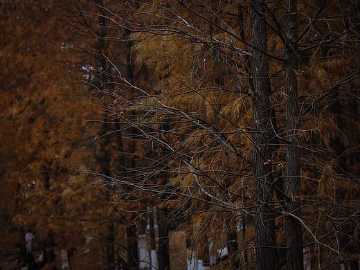 大夫山隨手拍（個(gè)人主頁-ZNTAxNzIxNjA=） - 風(fēng)光攝影 - 站酷設(shè)計(jì)師huimingPeng原創(chuàng)素材 - 站酷ZCOOL