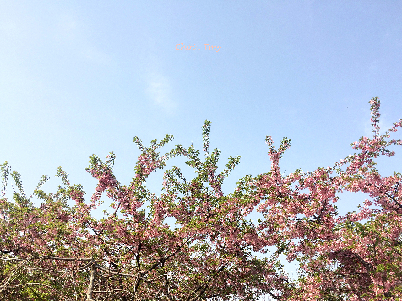 生活 - 樱花（图ZMjU4MjY3NzI=） - 风光摄影 - 站酷设计师陶梦月Choi.T原创素材 - 站酷ZCOOL