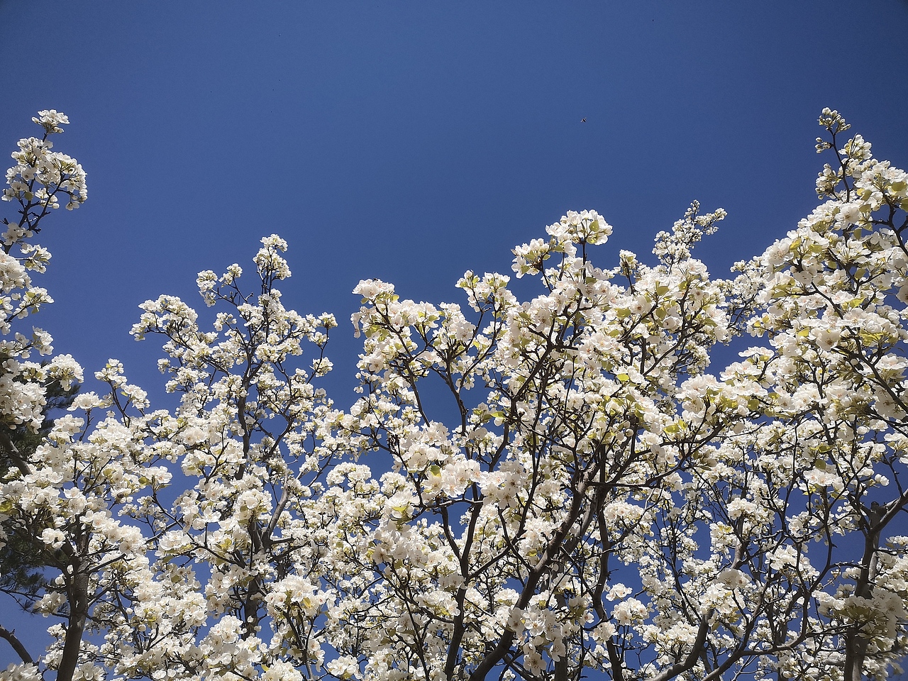 梨花开,春带雨。梨花落,后清明