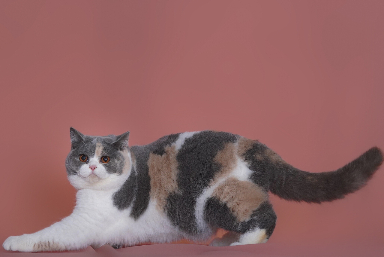 宠物摄影|摄影小白📷在家这样拍发pyq被赞爆