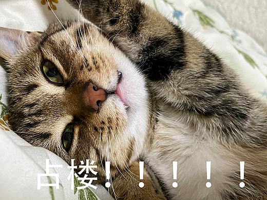 Q的强悍定义（个人主页-ZNTE5MTc0OTY=） - 海报 - 站酷设计师Vityz_原创素材 - 站酷ZCOOL