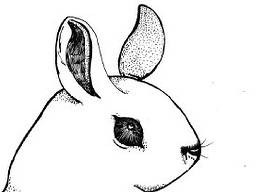 转头的兔子