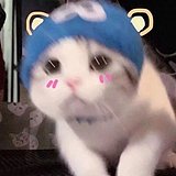 何大猫子的头像